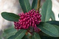 Close up of waratah flower inflorescence with closed florets Royalty Free Stock Photo