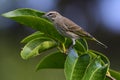 Close up of a Warbler standing on a branch. Royalty Free Stock Photo