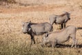 Warthog Eating On Knees Wildlife Royalty Free Stock Photo