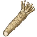 Close Up Wasabi Root Vegetable Spice Ingredient Illustration on Plain Background Royalty Free Stock Photo