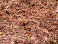 Close-up of washed ashore red seaweeds and algae