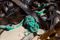 Washed up trash flotsam on sandy beach among seaweed