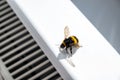 Close-up of a washing bumblebee sitting on a white curtain at home. A dangerous insect flew into the house. Striped hairy body