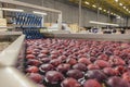 washing apples in production Royalty Free Stock Photo