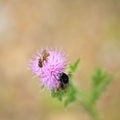 Close-up of a wasp and a bumblebee on the flower of a diestel