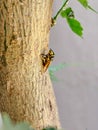 Close up of a wasp climbing on rough tree bark Royalty Free Stock Photo