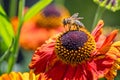 Close up of wasp collecting pollen from red, orange and yellow echinacea flower Royalty Free Stock Photo