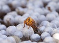 Close up of a wasp emerging from a wasps nest - showing empty ce