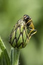 Close up of wasp of flower bud.