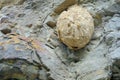 Wasp hive Royalty Free Stock Photo