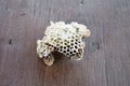 Close up wasp hive on wood background