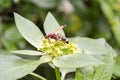 Wasp insect on Euphorbia heterophylla grass in garden