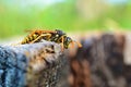 Close-up of a wasp