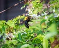 Close up of Wasp on a leaf Royalty Free Stock Photo