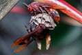 close-up of wasp on a leaf