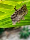 Wasp nest on the undersurface of a coconut frond, Lekki Lagos Nigeria.