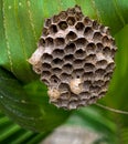 Wasp nest on the undersurface of a coconut frond, Lekki Lagos Nigeria. Royalty Free Stock Photo