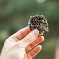 Close up of wasp nest in hand Royalty Free Stock Photo