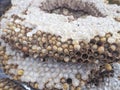 Close-up of wasp nest with larva for sale Royalty Free Stock Photo