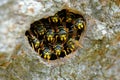 Close-up of wasp nest with multiple wasps in a tree