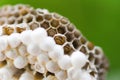 Close up wasp nest on tree nature background or hornet nest on leaves with larva - Wild insects Royalty Free Stock Photo