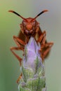 Close-up of a wasp perched atop a vibrant purple lavender flower spike