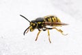 Close up of a wasp in the snow Royalty Free Stock Photo