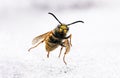 Close up of a wasp in the snow Royalty Free Stock Photo