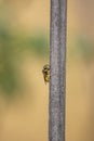 Close-up wasp specimen on twig Royalty Free Stock Photo