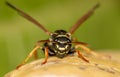 Close-up of a wasp on a yellow leaf