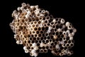 Close up of wasps nest isolated on black with details of the cells