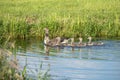 Close up watchful swimming Greylag Goose, Anser anser, with chicks Royalty Free Stock Photo