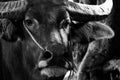 Close up of water buffalo portrait in black and white background. Headshot photography on face. Animal and mammal concept. Thai