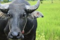 Close up of  water buffalo in  ricefield Royalty Free Stock Photo