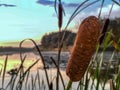 Close-up of water cattails (typha) growing at the edge of the pond Royalty Free Stock Photo