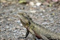 This is a close up of a water dragon lizard Royalty Free Stock Photo