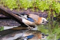 Close up of a water drinking jay, Garrulus glandarius, standing bent over on a branch