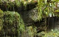 Close up of water dripping from wet moss in verdant forest