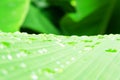 Close up water drop on banana leaf after rain Royalty Free Stock Photo