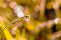 Close up of a water drop on grass blade with blurred background Royalty Free Stock Photo