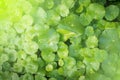 Close up of water drop on Green Asiatic leaf background with green light effect.