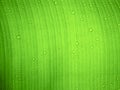 Close up water drop on green banana leaf after rain. Royalty Free Stock Photo