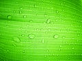 Close up water drop on green banana leaf after rain. Royalty Free Stock Photo