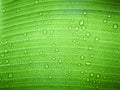 Close up water drop on green banana leaf after rain. Royalty Free Stock Photo