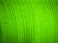 Close up water drop on green banana leaf after rain. Royalty Free Stock Photo