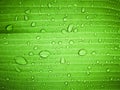 Close up water drop on green banana leaf after rain. Royalty Free Stock Photo