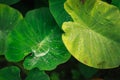 Close up of water drop on lotus leaf, surrounded by other green leaves Royalty Free Stock Photo