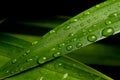 Close-up water drop on lush green foliage after rainning