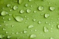 Close-up water drop on lush green foliage after rainning