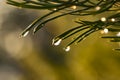 close up of water drop on needles of coniferous tree after rain Royalty Free Stock Photo